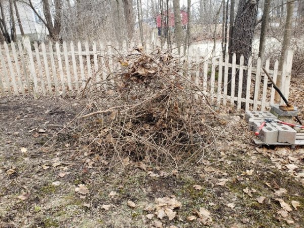 rose canes and whips cleard.jpg