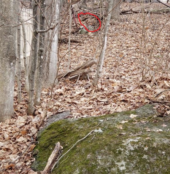 roses cleared top section end of fence-circled.jpg