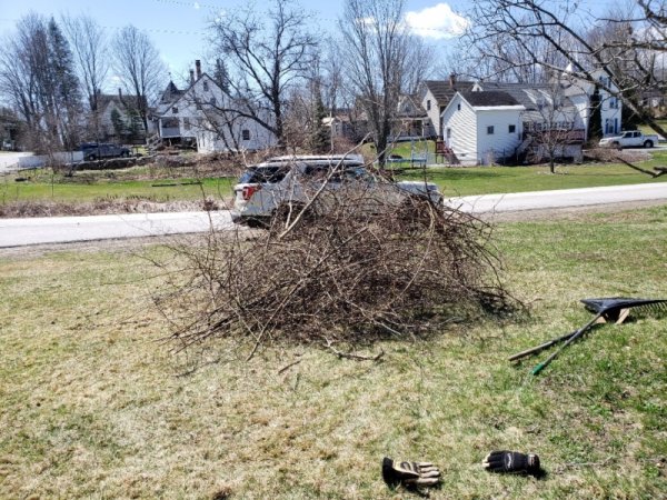 Shrub pile after.jpg