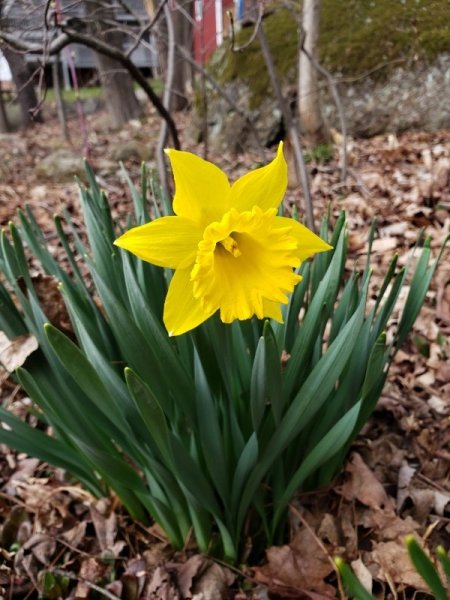 1st daffodil of 2022 spring1.jpg