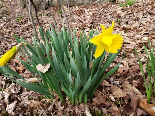 1st daffodil of 2022 spring.jpg