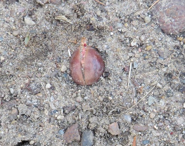 Whie oak acorn-1.JPG