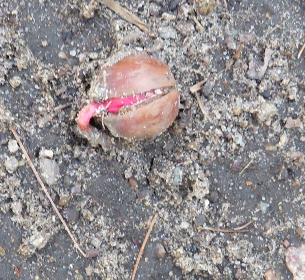 Whie oak acorn-2.JPG