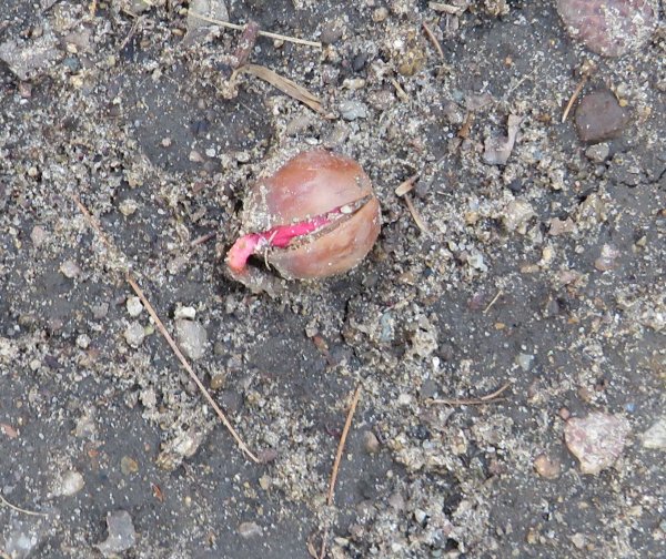Whie oak acorn-3.JPG