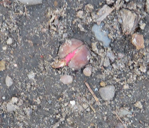 Whie oak acorn-4.JPG