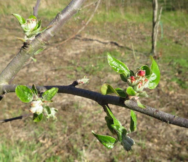 Apple blossom.JPG