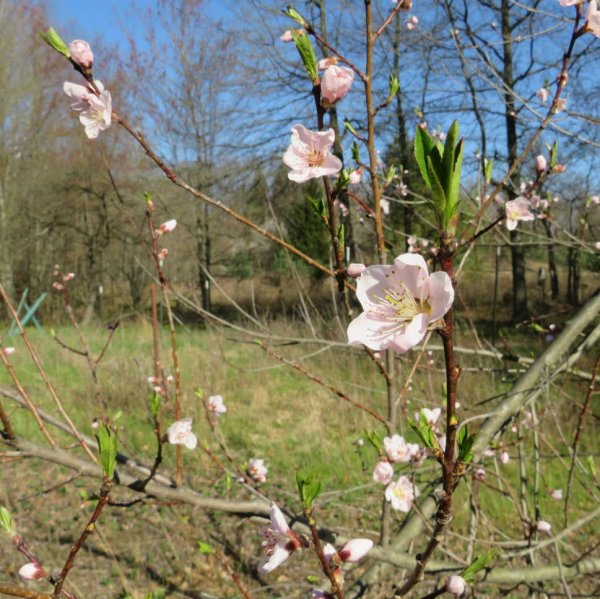 Peach blossom-1.JPG