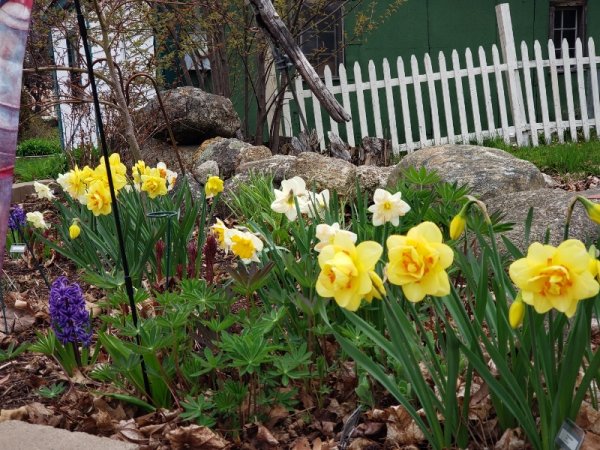 Daffs at center.jpg