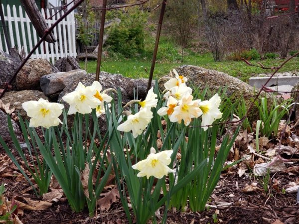 White daffs group.jpg