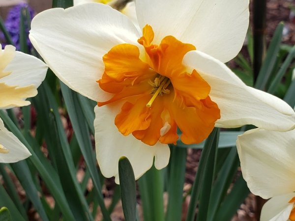 White daf with orange center.jpg