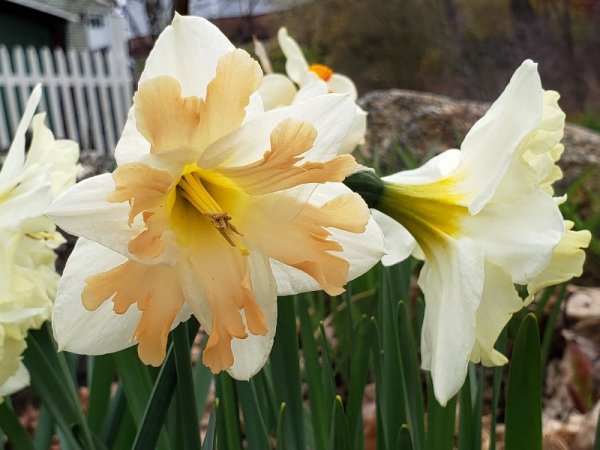 White daff with peach center.jpg