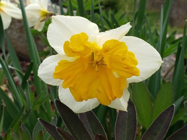 White daff with yellow cente3r.jpg