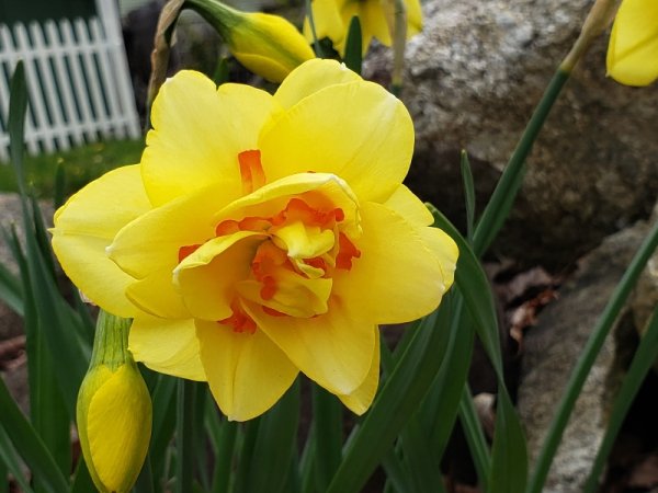 Yellow daff with redish centers.jpg