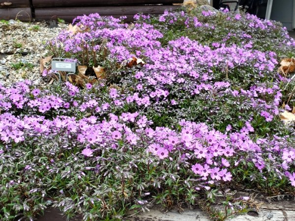 Creeping phlox dreveway.jpg