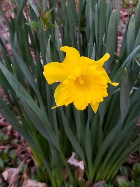 all yellow daff backyard.jpg