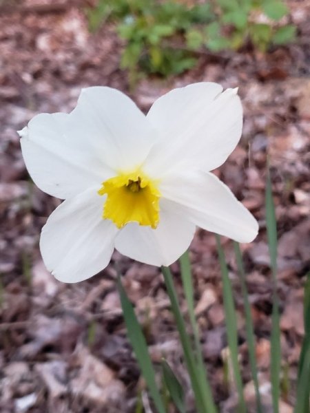 Whte daff small yellow center badkyard.jpg