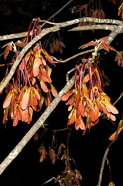 fruit1.jpg