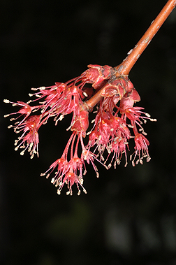 flower1.jpg
