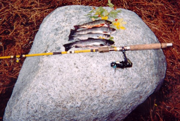 brooktrout.jpg