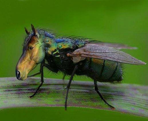 horse-fly.jpg