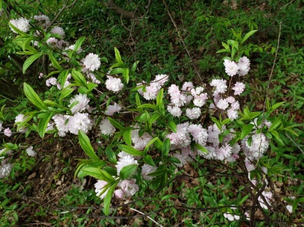 Flowering almond.jpg