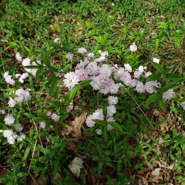 Flowering almond2.jpg