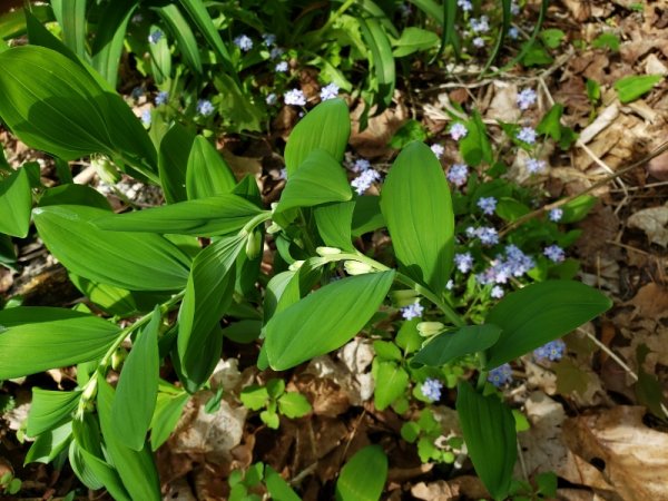 Solomans Seal with forget me nots.jpg