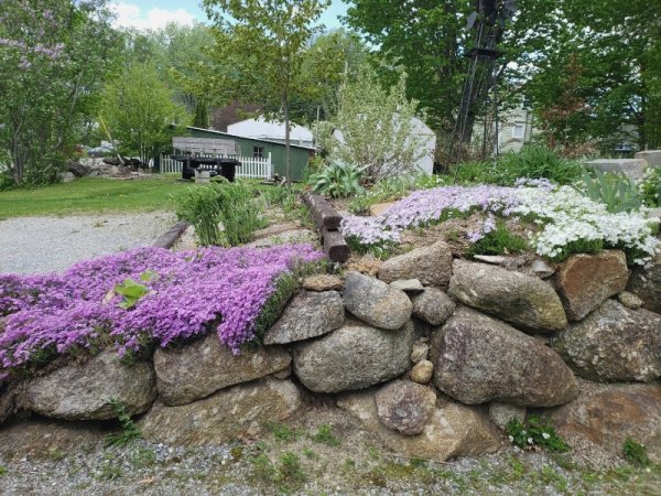 creeping phlox driveway.jpg