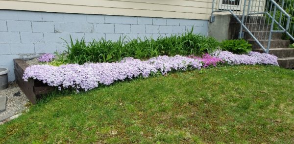 creeping phlox front.jpg