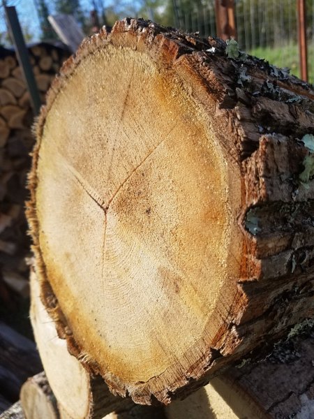 End cut-basswood.jpg