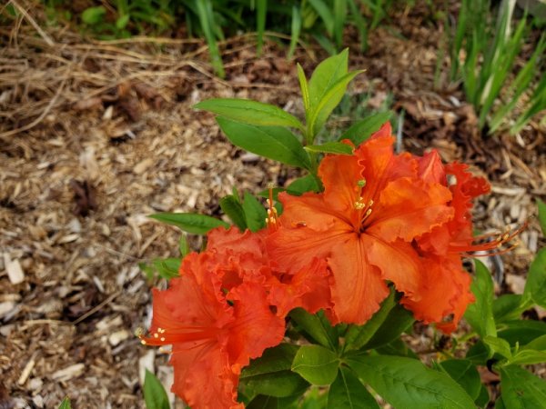 Azalea-orange.jpg