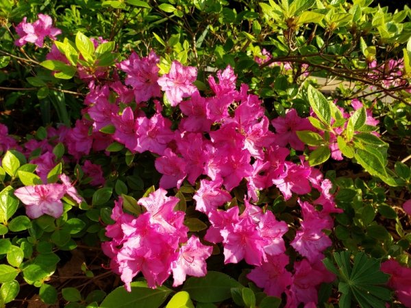 Azalea-pink.jpg