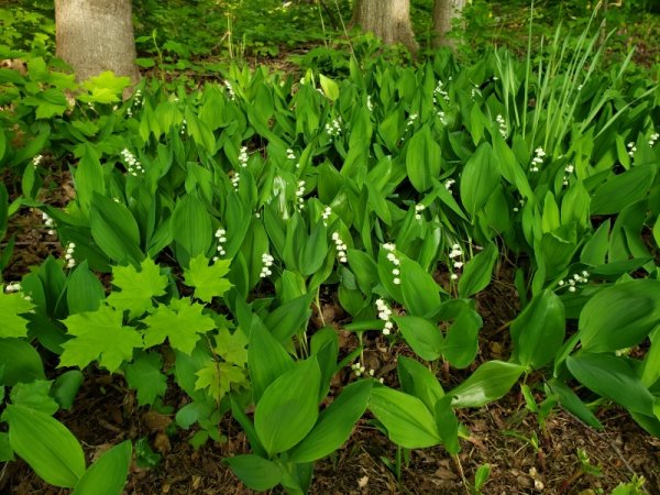 Lily of the valley.jpg