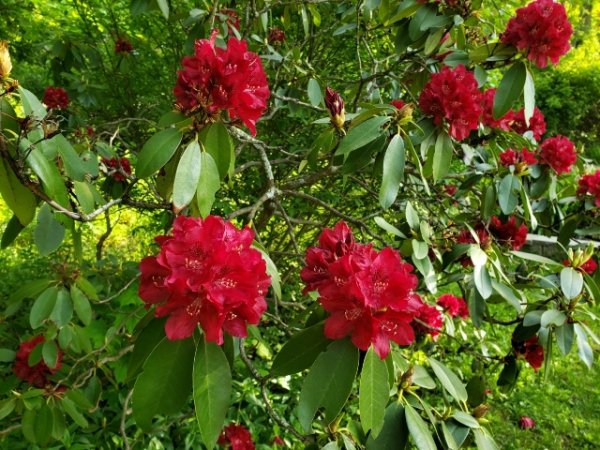 Rhodie-red.jpg