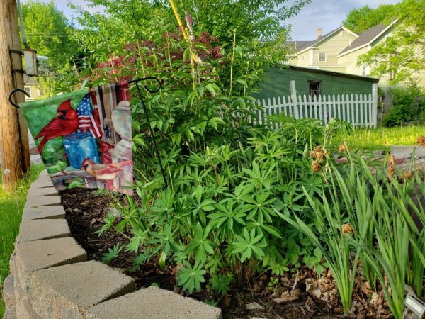 Roadside garden filling in.jpg