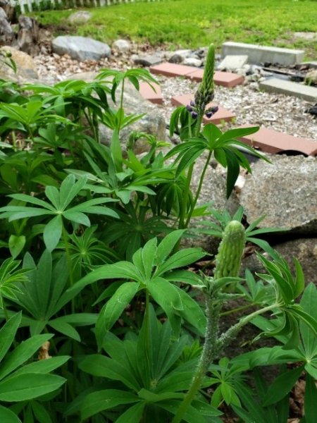 Lupine bud roadside garden 2.jpg