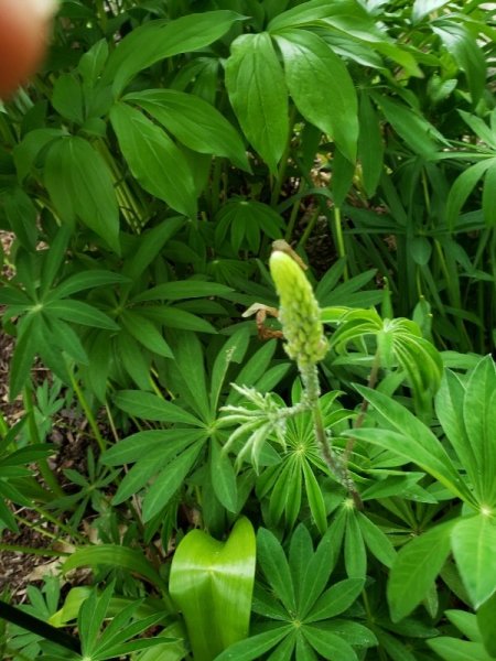 Lupine bud roadside garden.jpg