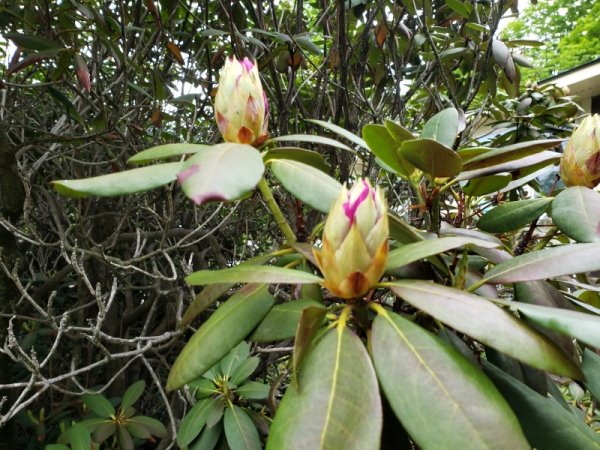 Rhodie bud.jpg