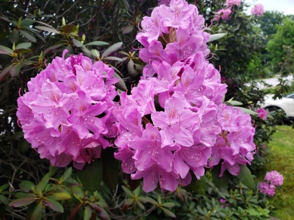 Rhodie flower - house front.jpg