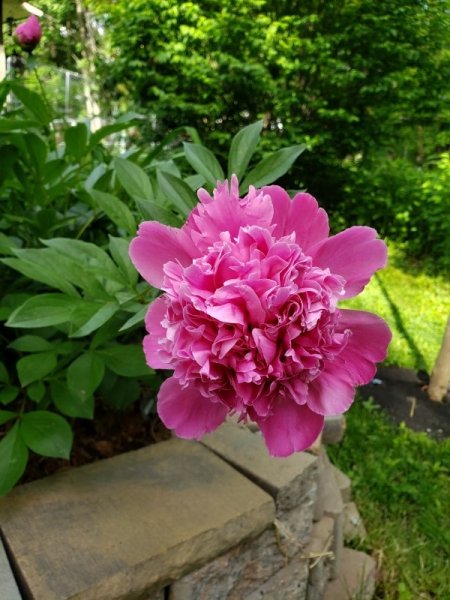 peony - edulis superba.jpg