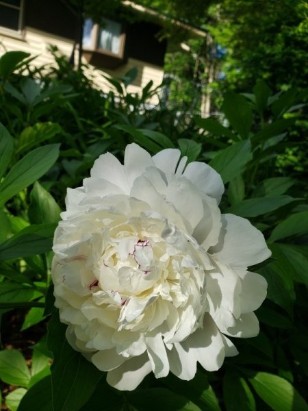 peony - Festiva Maxima - 1.jpg