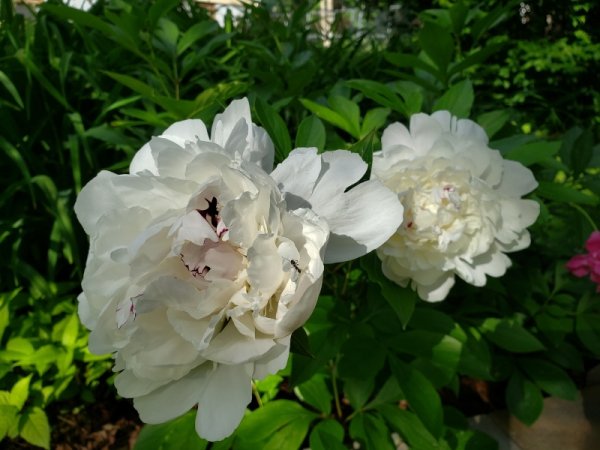 peony - Festiva Maxima - 2.jpg