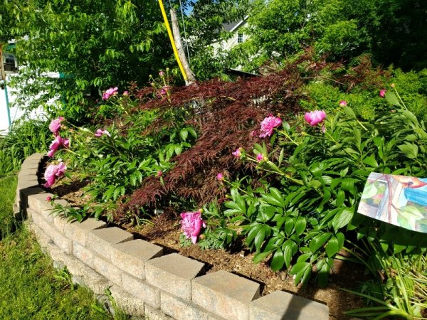 Peonies roadside garden some Madame some Felix.jpg