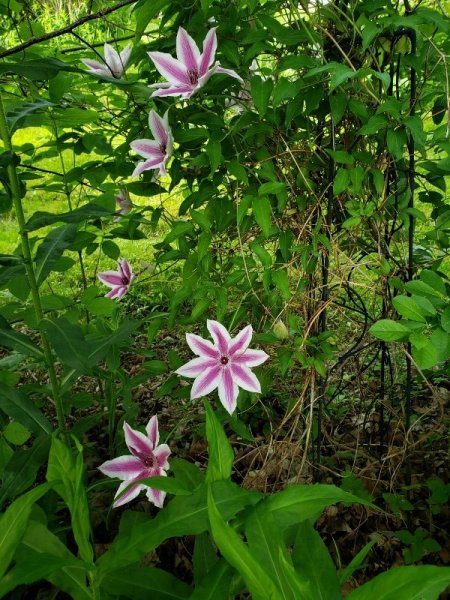 Clematis in shrub garden.jpg