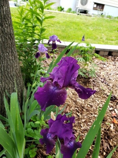 Purple iris.jpg