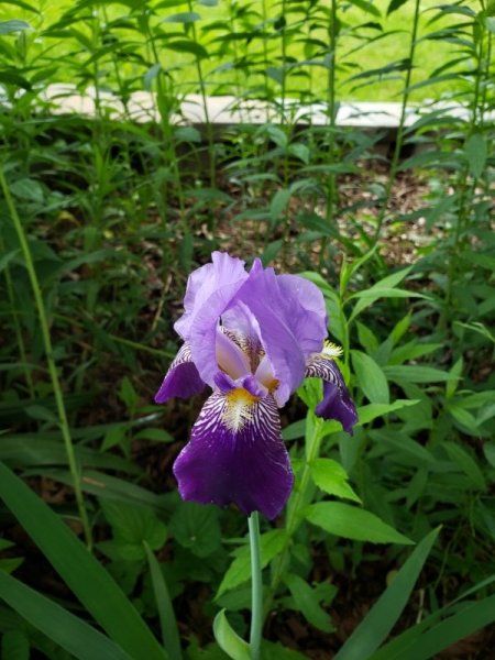 purple shades iris.jpg