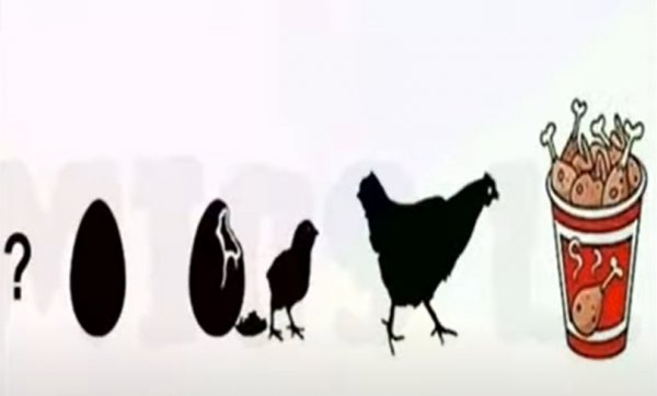 Life of a chicken.jpg