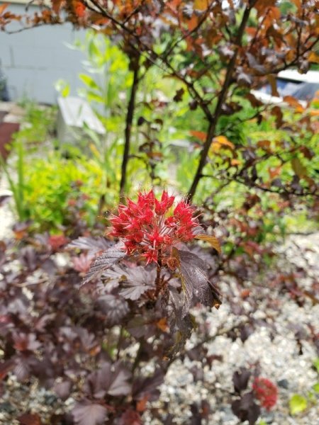 Ninebark after flowering.jpg