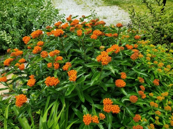 Butterfly weed just starting.jpg