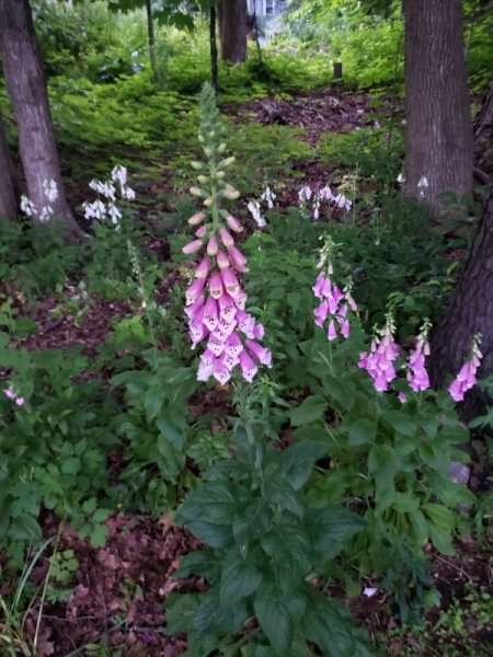 foxglove - deep pink.jpg